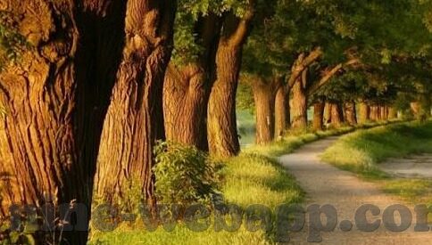 51足球比分-51足球比分,绿茵场上的数字交响曲与球迷的情感纽带
